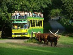 ZOO Dvůr Králové nad Labem (20 km)